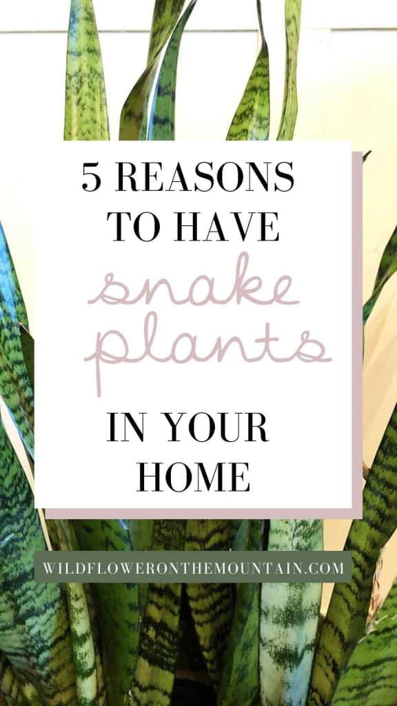 "5 reasons to have snake plants in your home" is written in a box on top of a photo of striped snake plant leaves.