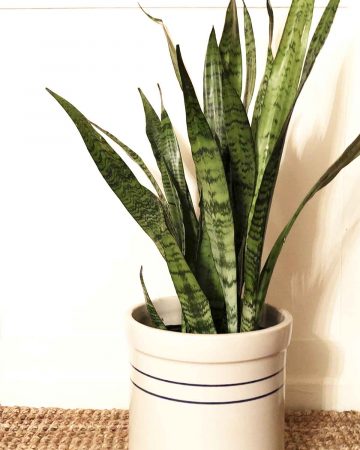 A snake plant in a white and blue striped crock is on a jute rug in front of a wall.