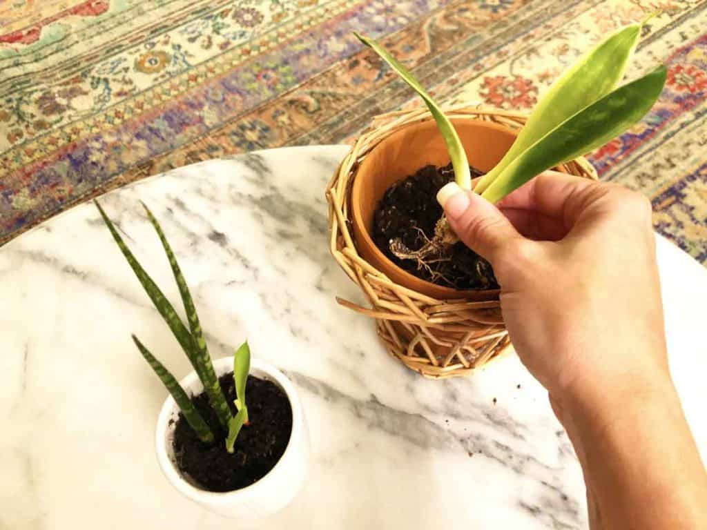 Two varieties of snake plants are photographed on a marble table. One is small and in a white planter. The other is being held by a hand, about to be repotted in a terracotta pot. A Turkish rug with many colors is in the background.