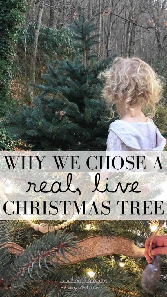 "Why we chose a real, live Christmas tree" is on a graphic showing a picture of a child choosing a tree and child's hand decorating it in another photo. 