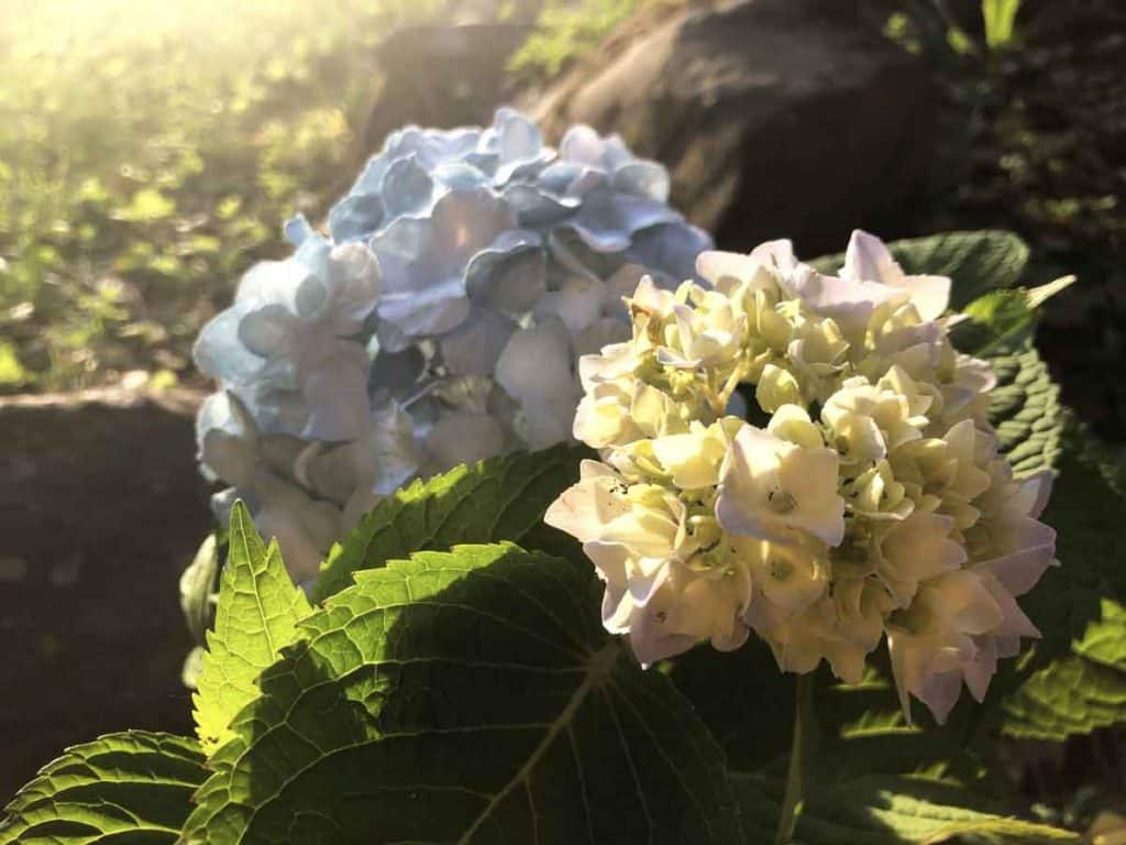 A realistic-looking blue paper hydrangea is in the background of this sunny photo. A real hydrangea blooms next to it in the foreground.