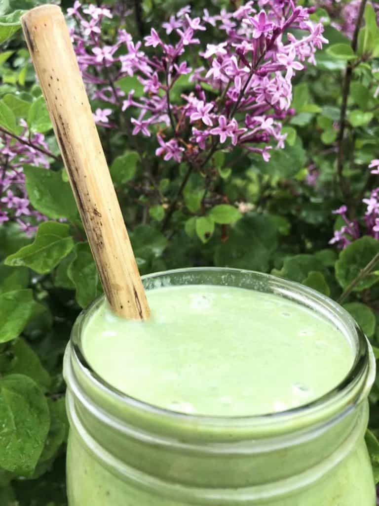 A closeup of a green smoothie in a mason jar in front of a lilac bush.