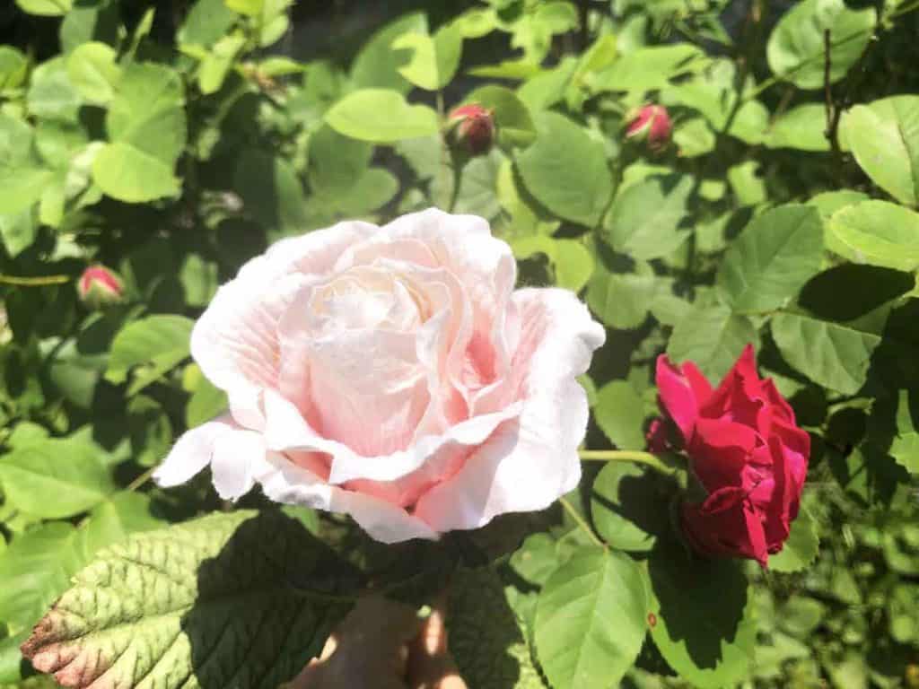 A pale colored paper rose is in the foreground. Behind it are real red rose buds and blooms.