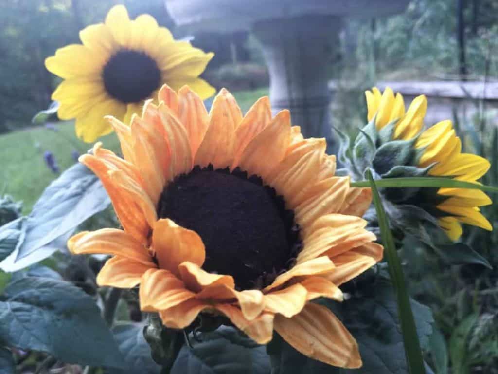 A paper sunflower is among real sunflowers in a garden near a birdbath.