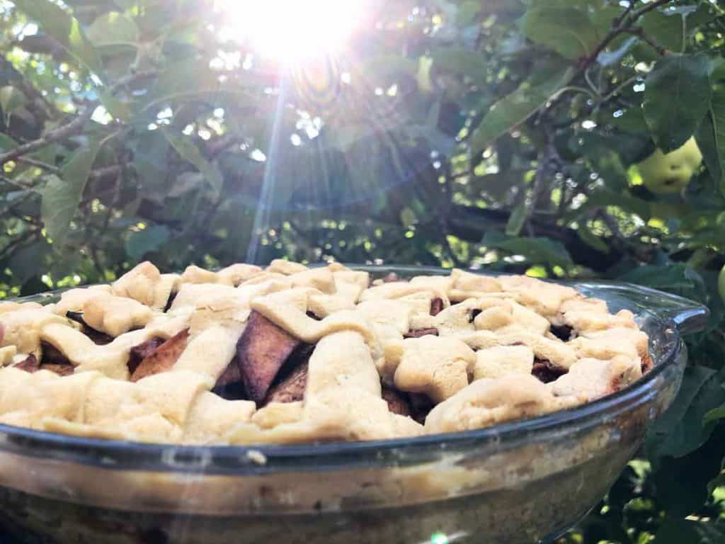 Einkorn apple pie in a glass pie dish is in the sunlight beside an apple tree.
